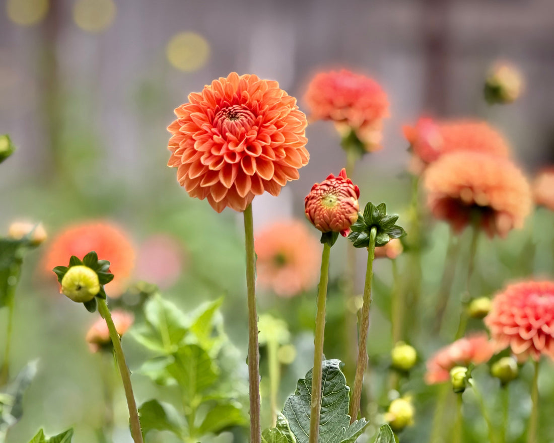 Great Gardens Start Underground