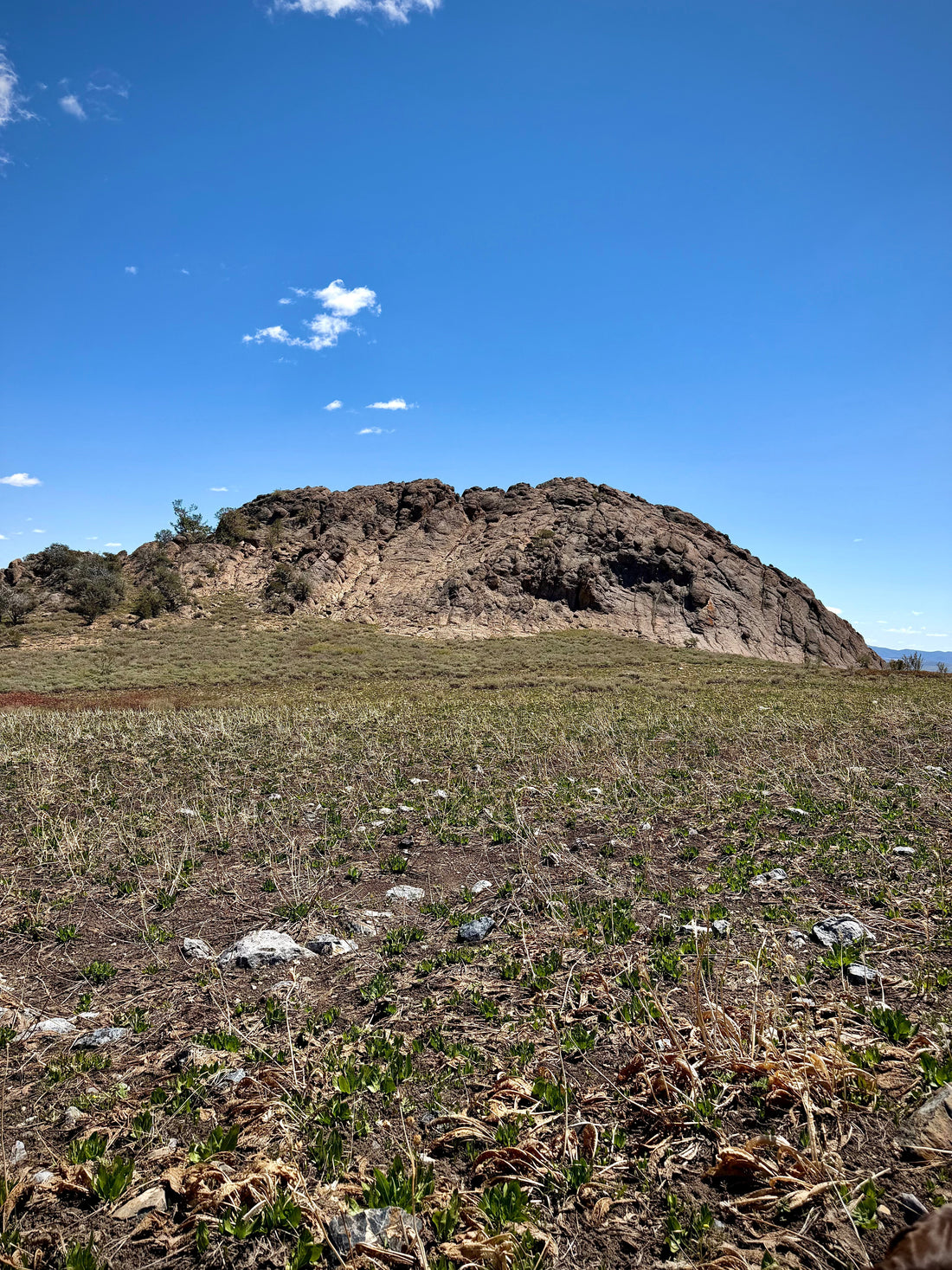 Balsam root covering the soil in the Jarbidge Mountains during spring.
