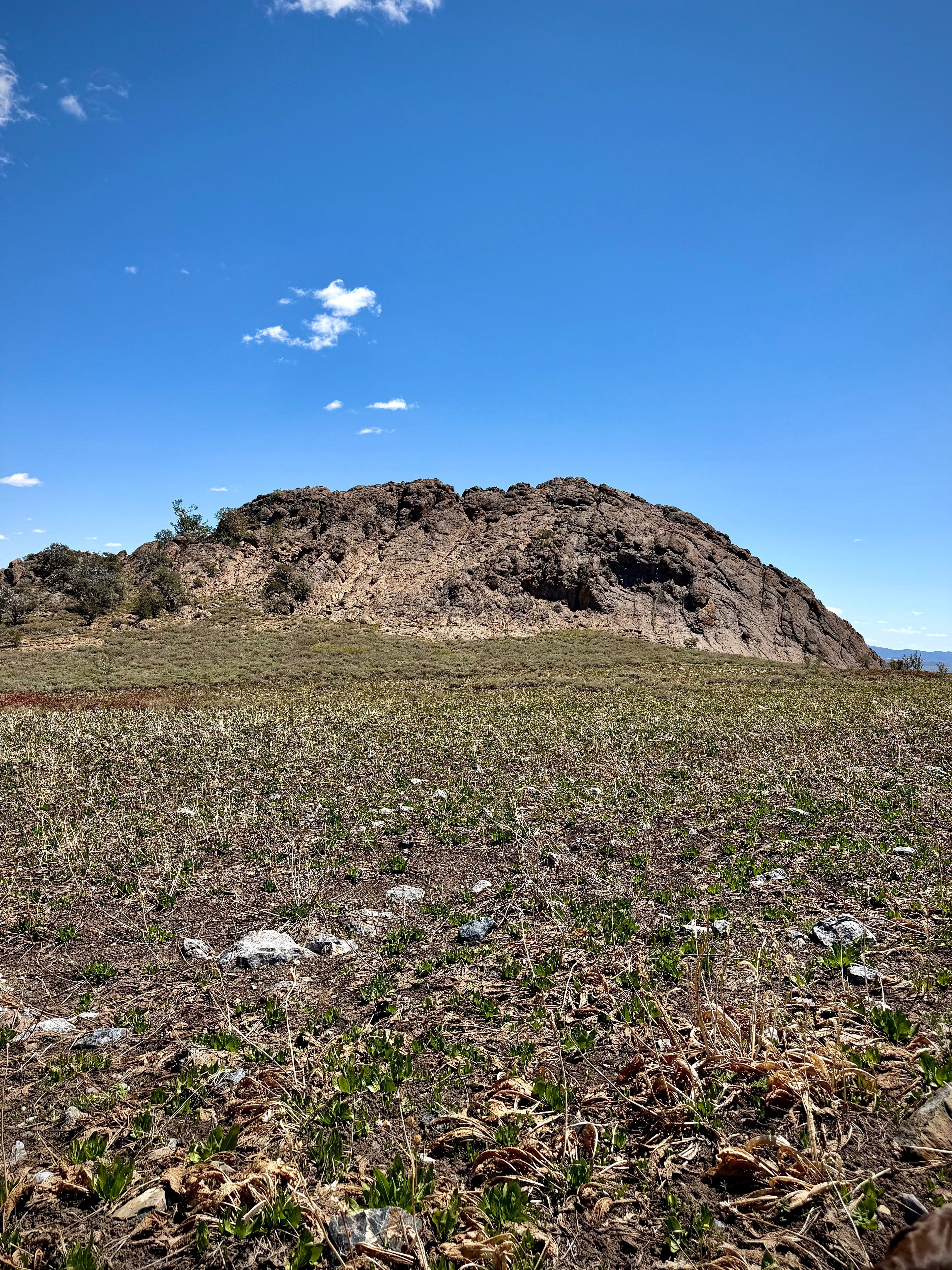 Balsam root covering the soil in the Jarbidge Mountains during spring.