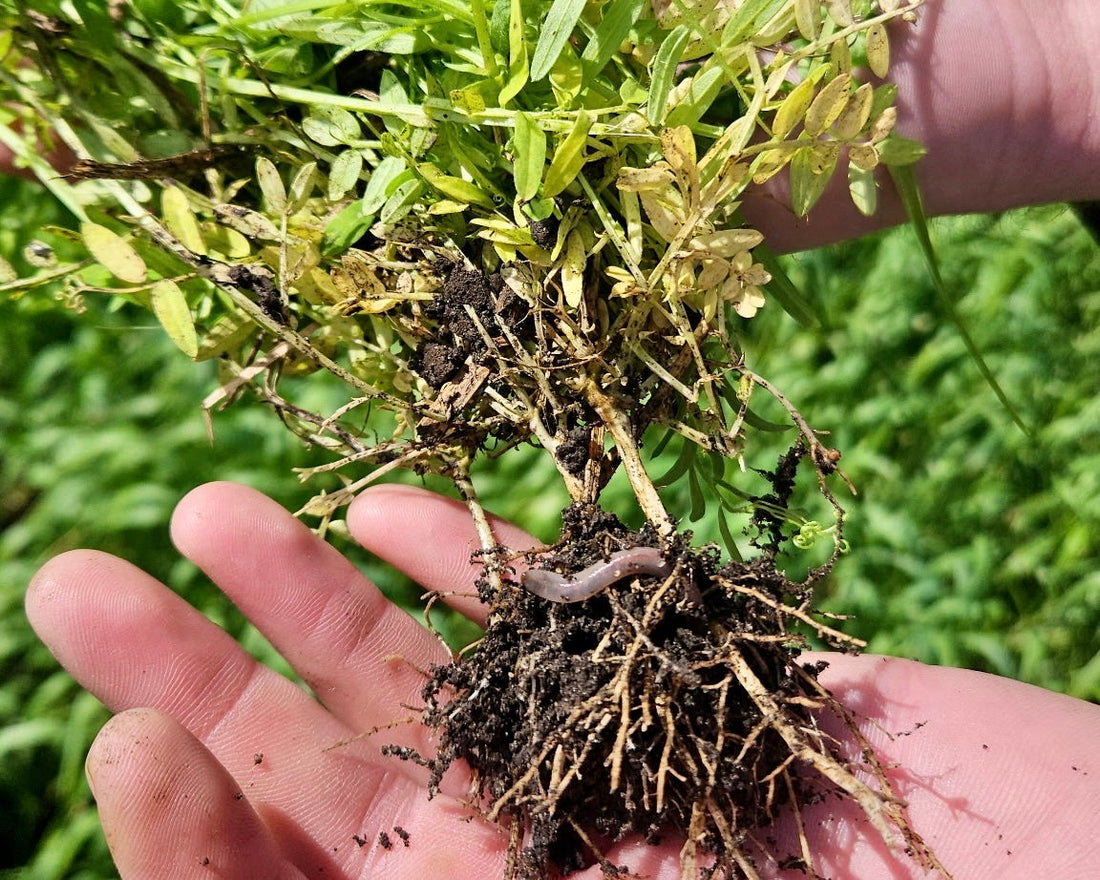 What Dave Ramsey Taught Me About My Soil