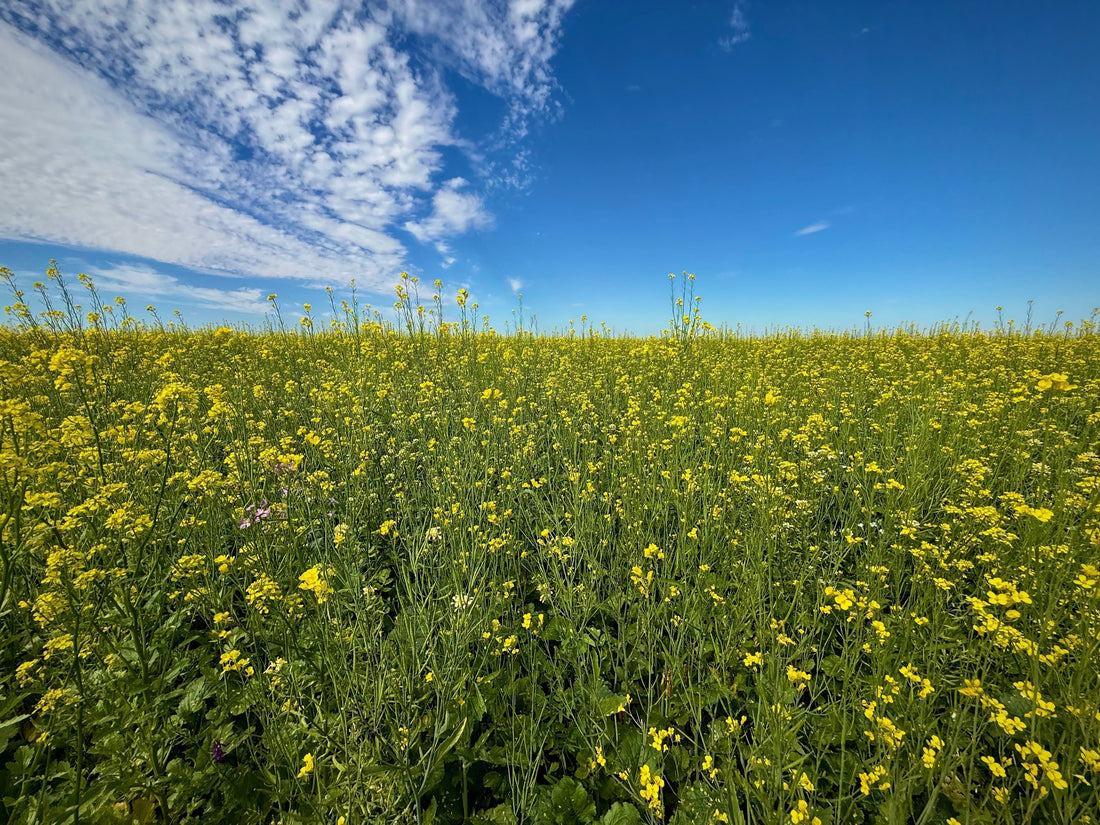 Why Healthy Soil Changes Everything