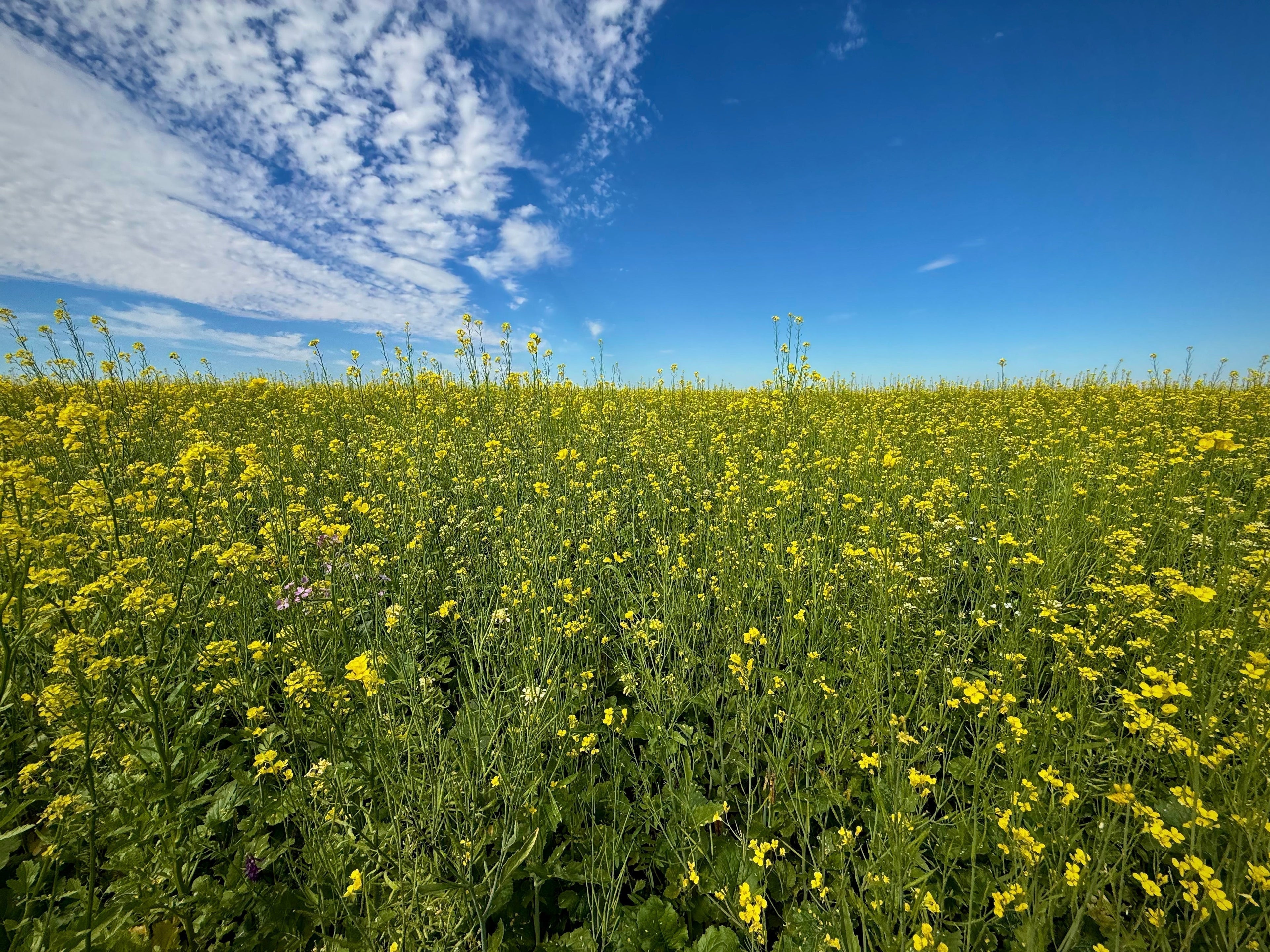 Why Healthy Soil Changes Everything