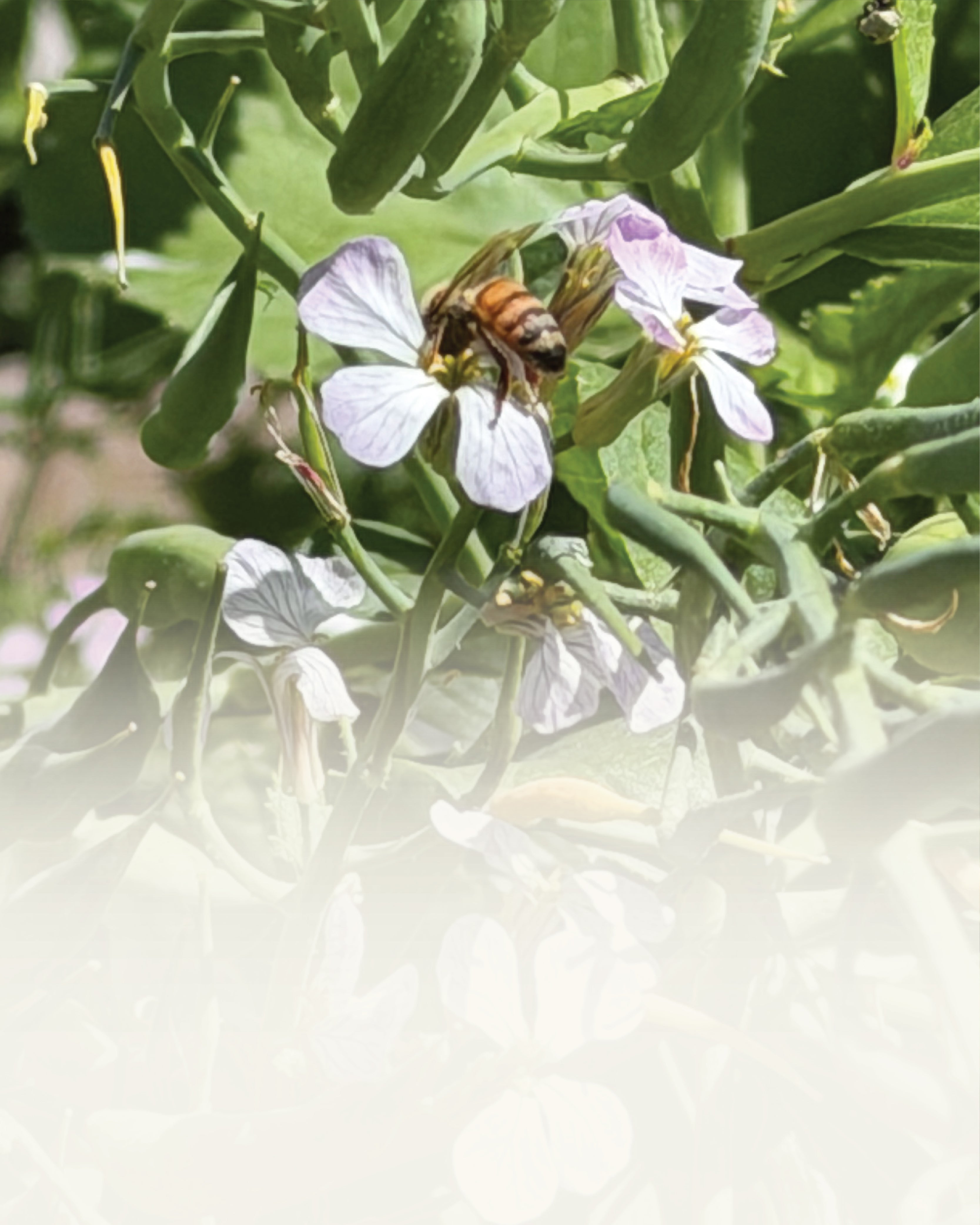 Attract Pollinators
