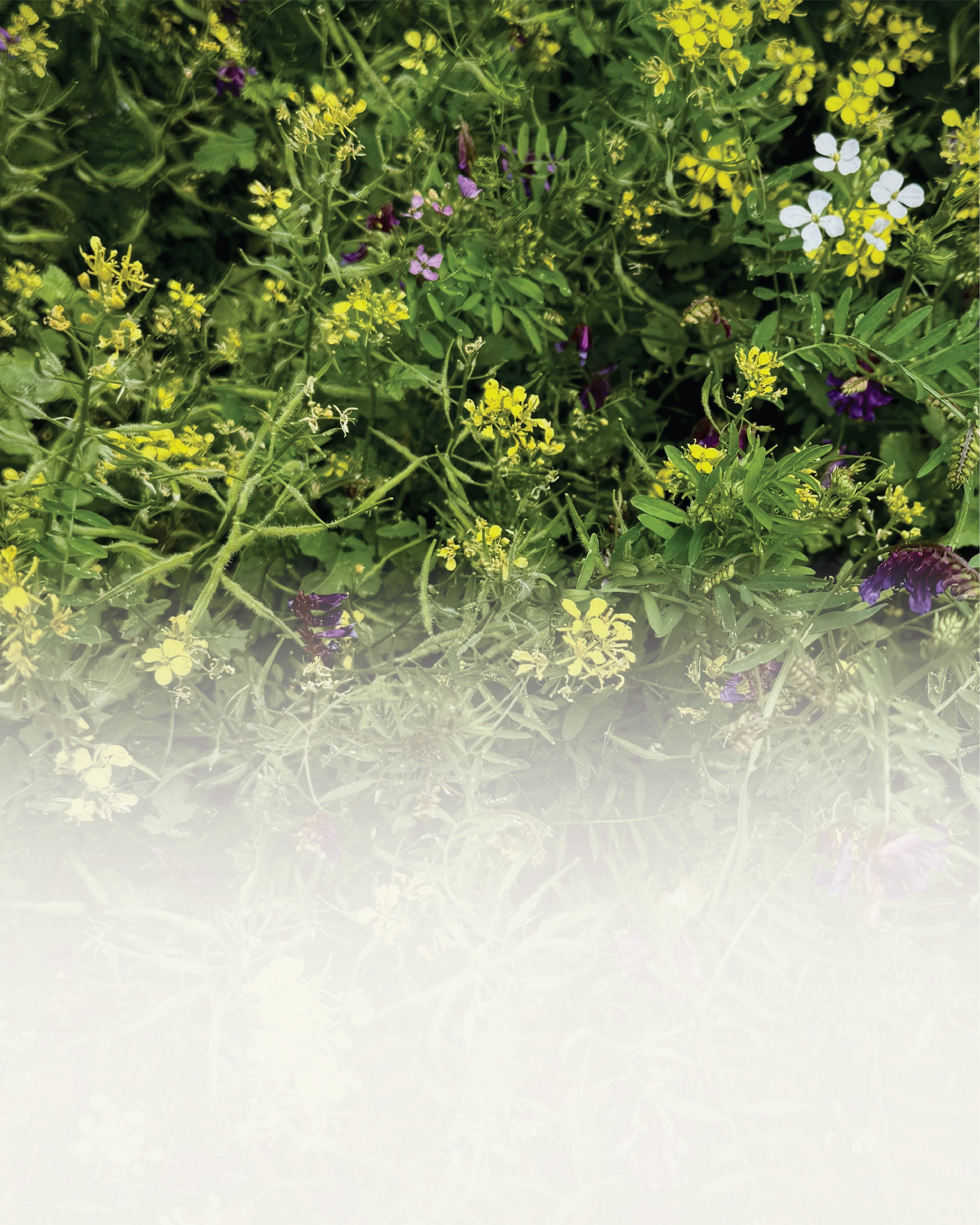 Build Healthier Soil