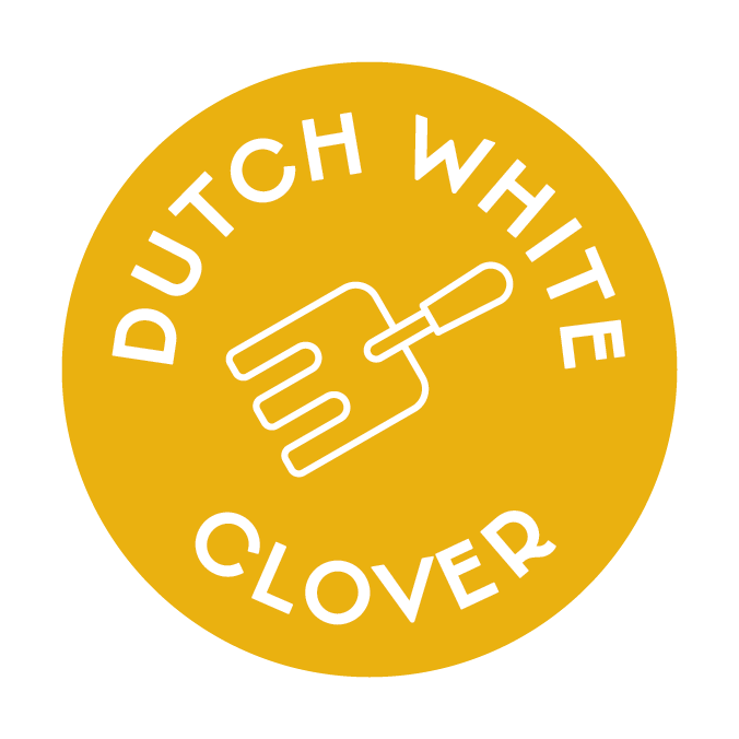 Dutch White Clover