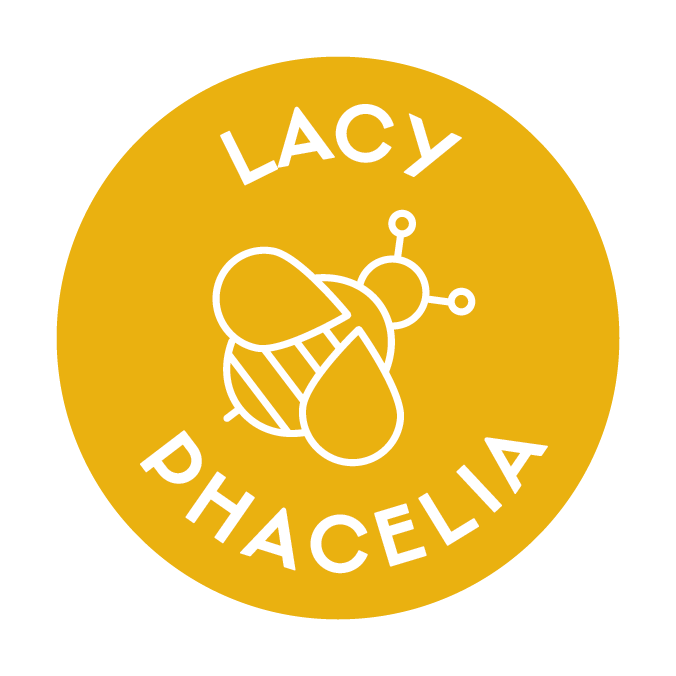 Lacy Phacelia