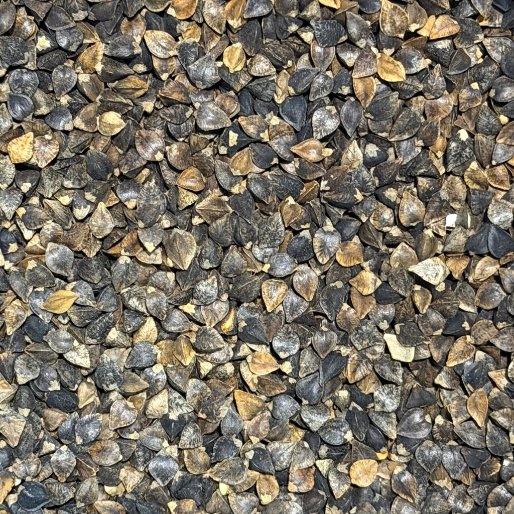 Buckwheat