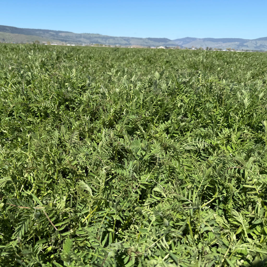 Common Vetch
