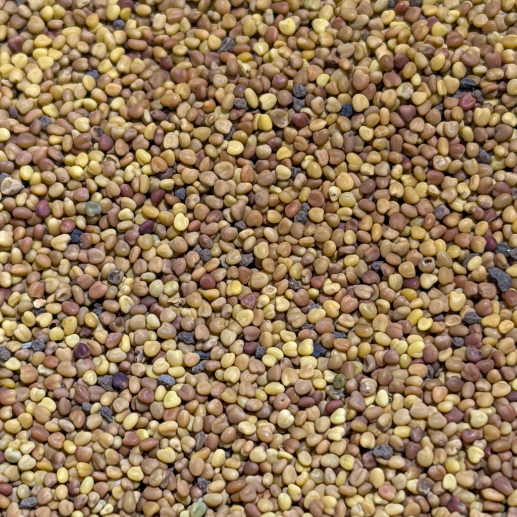 Dutch White Clover