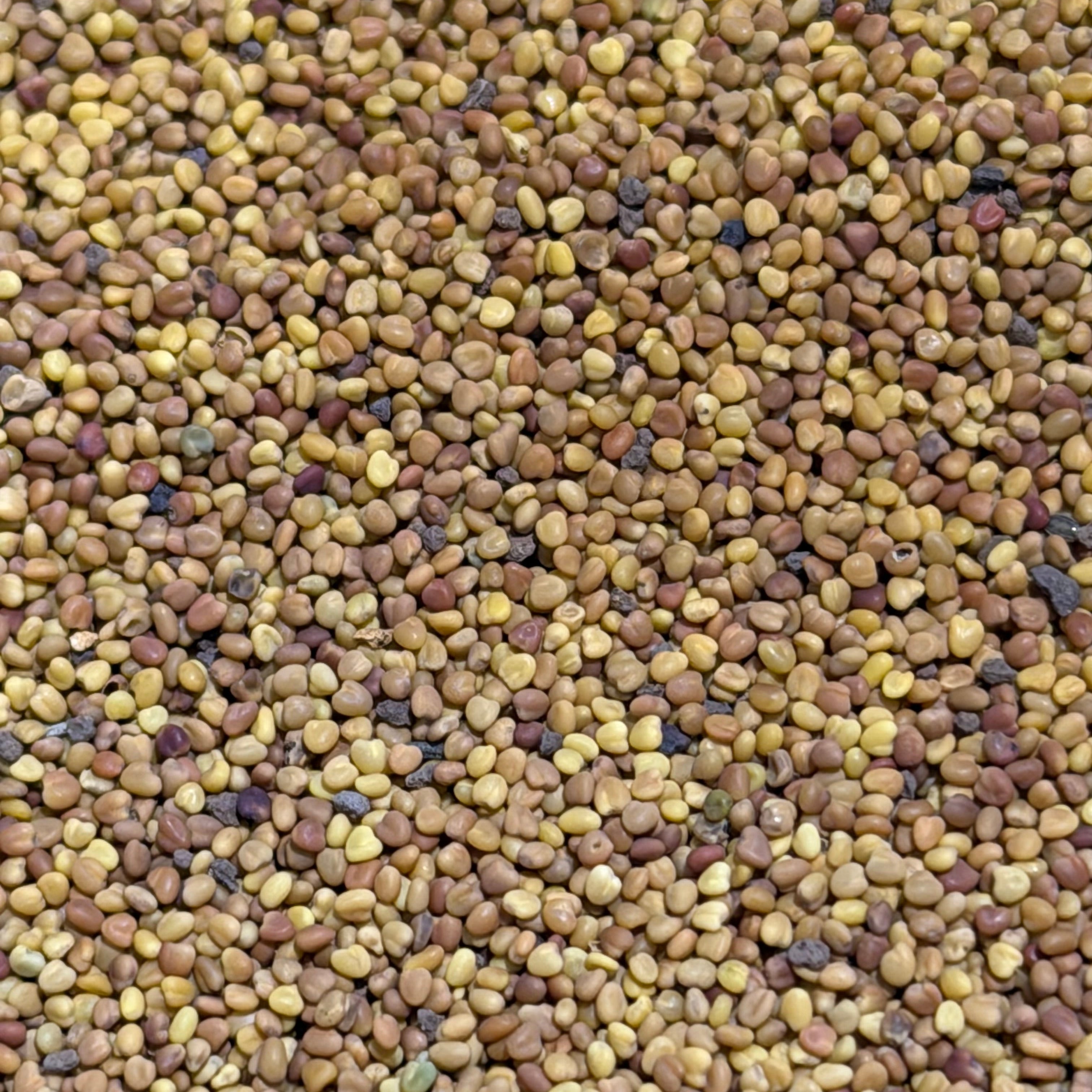 Dutch White Clover