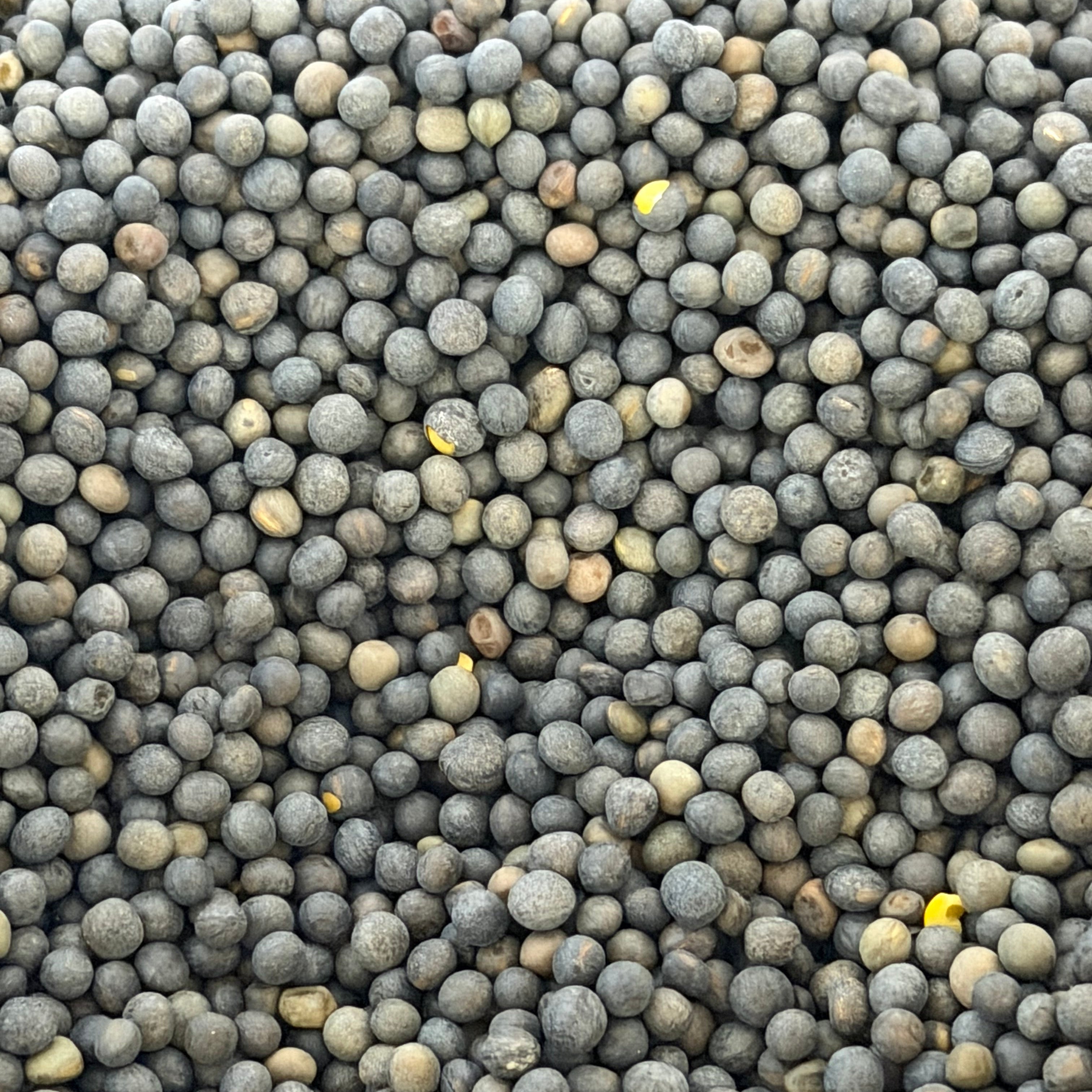 Hairy Vetch