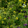 Basic Garden Cover Crop Mix