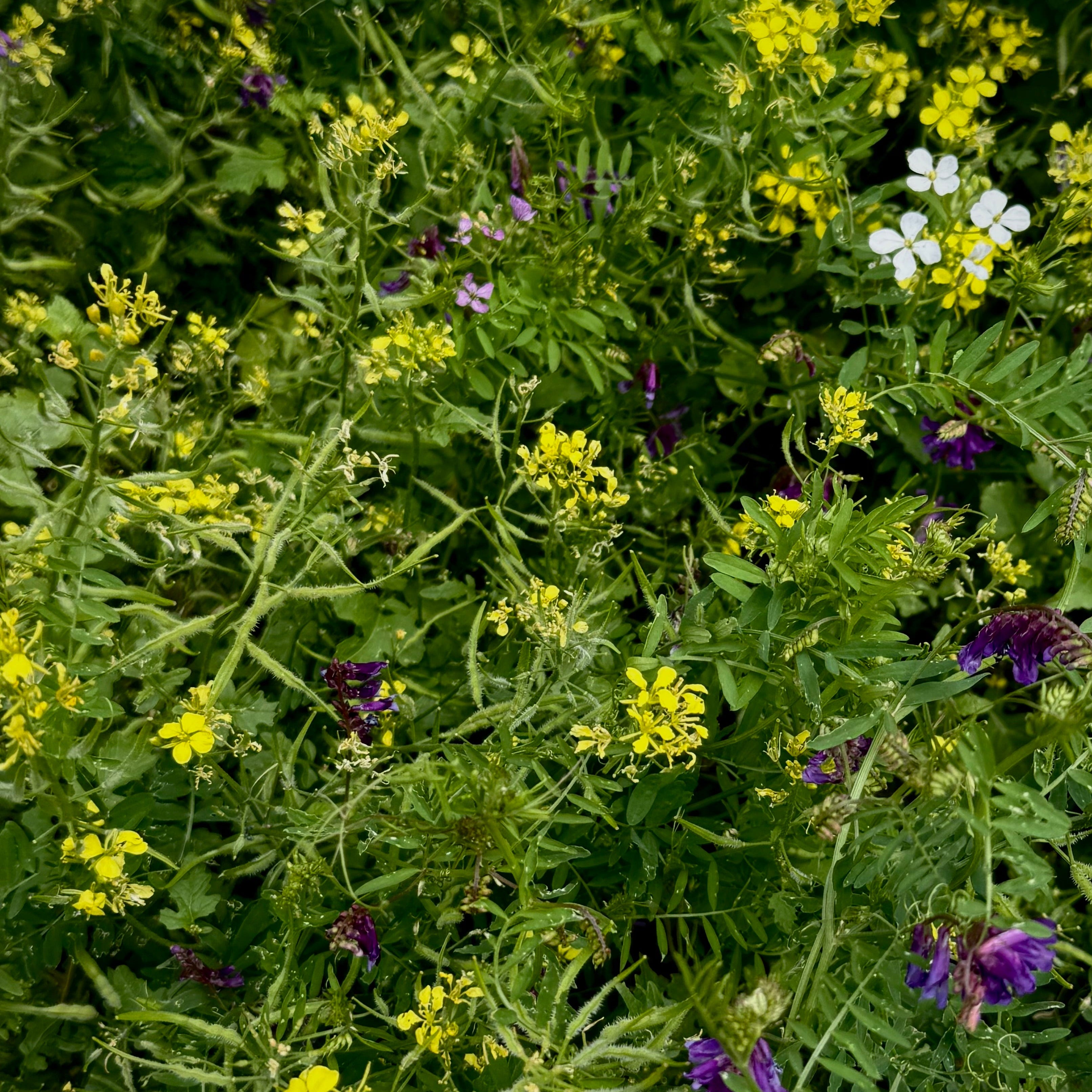 Basic Garden Cover Crop Mix