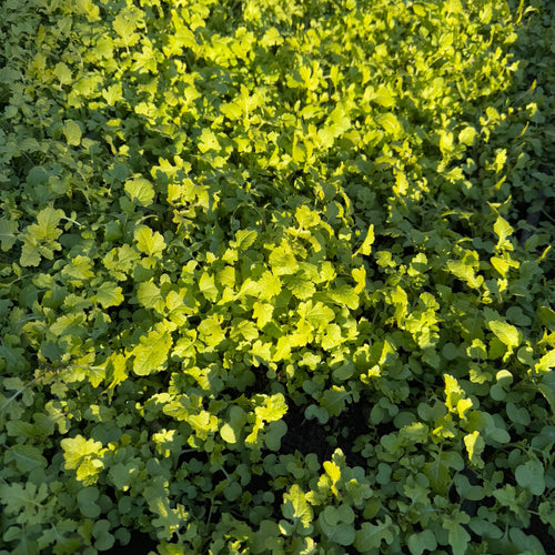 Basic - The Essential Soil Reset