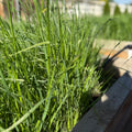 Blanket Living Mulch Mix
