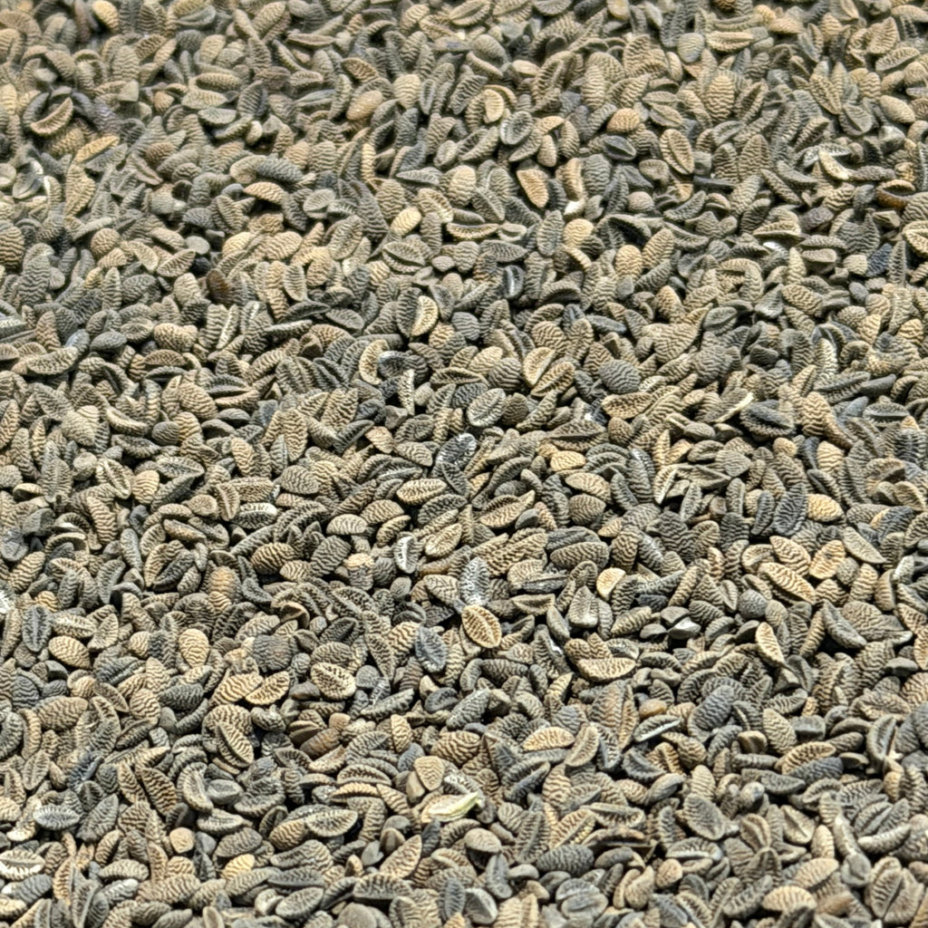 Lacy Phacelia
