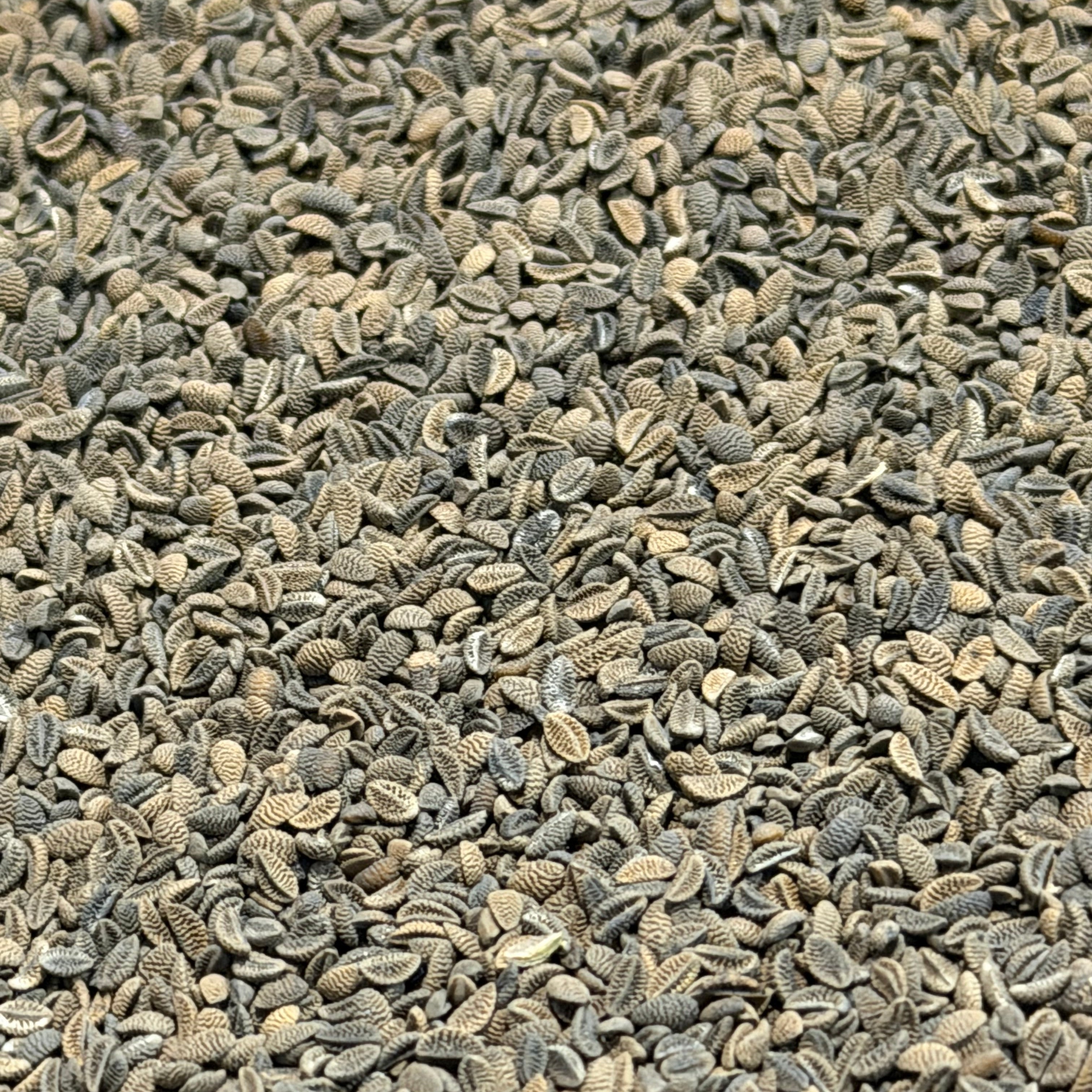 Lacy Phacelia