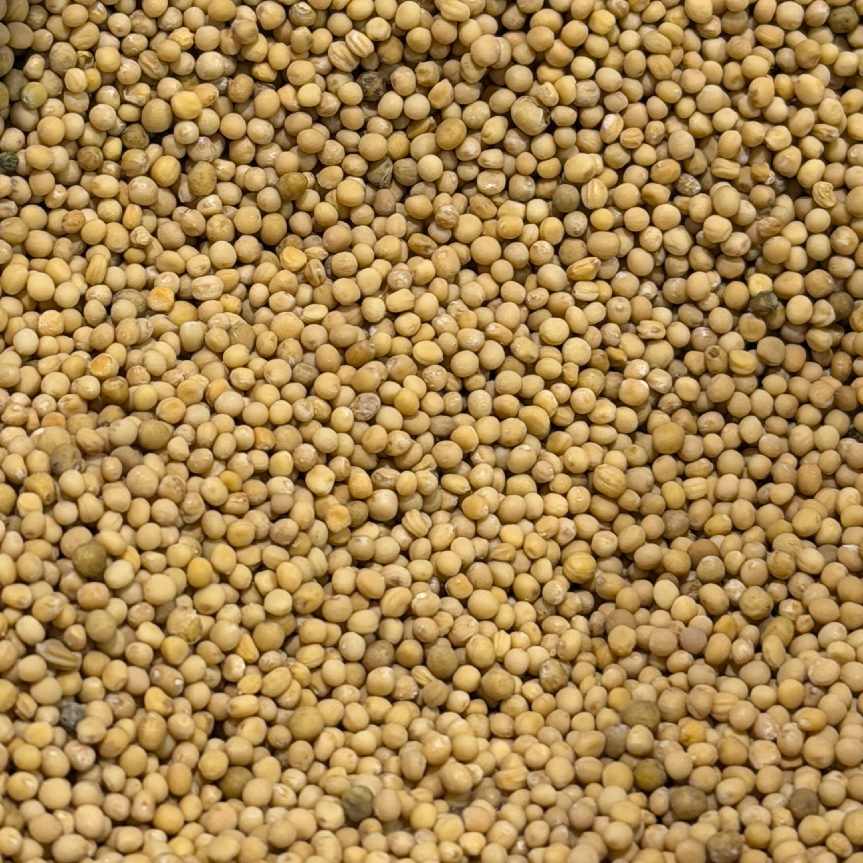 Yellow Mustard