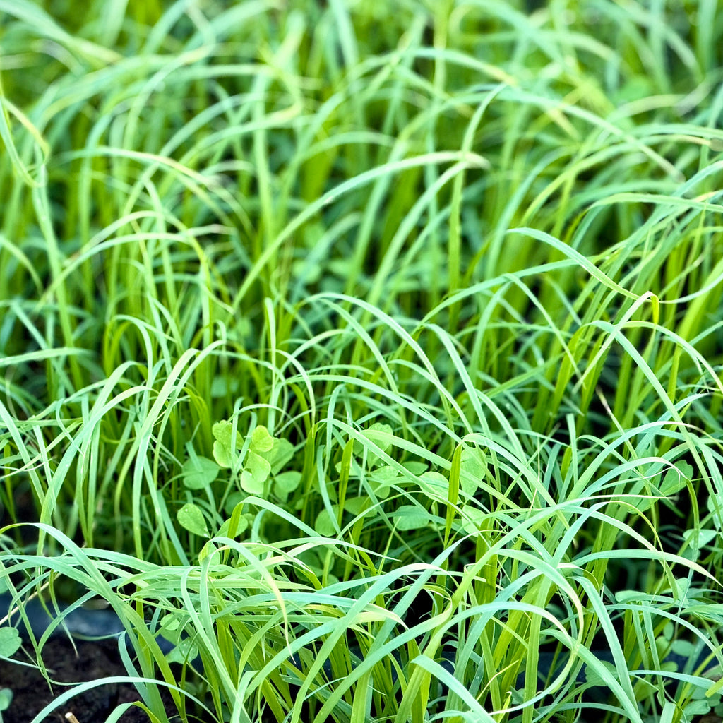 Blanket Living Mulch Mix