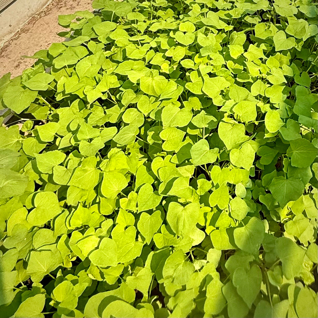 Buckwheat