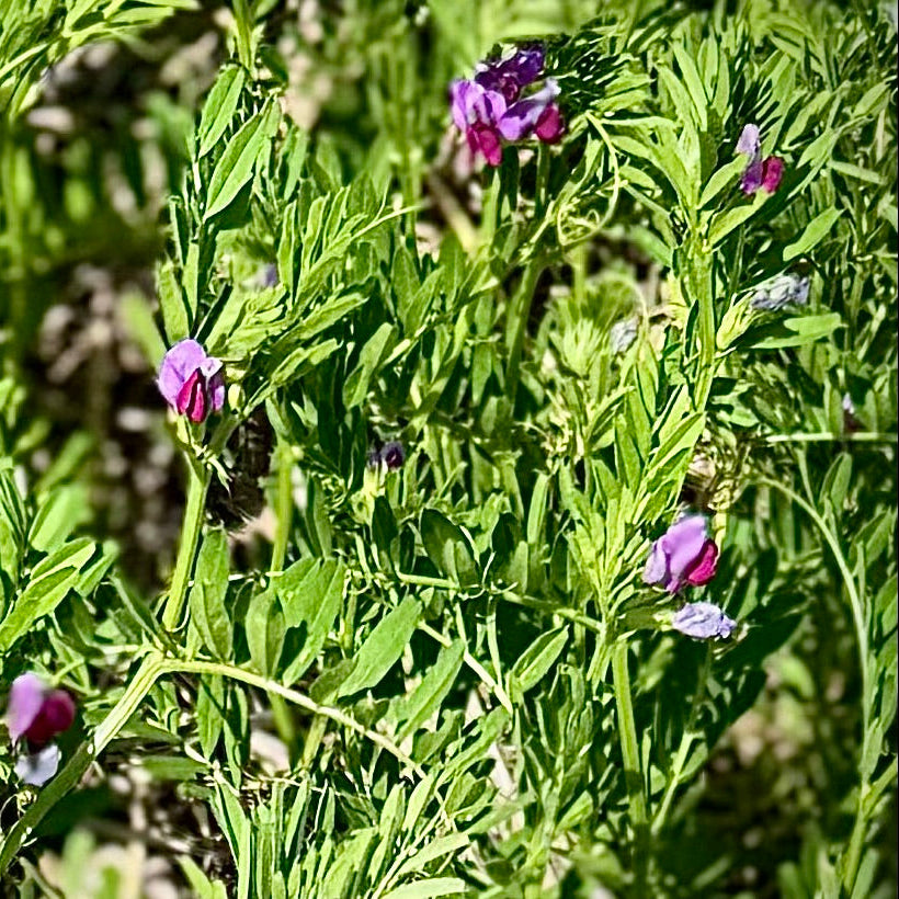 Common Vetch