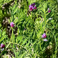Common Vetch