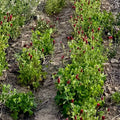 Dixie Crimson Clover
