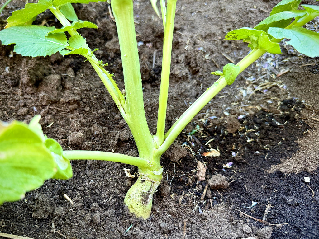 Basic Garden Cover Crop Mix