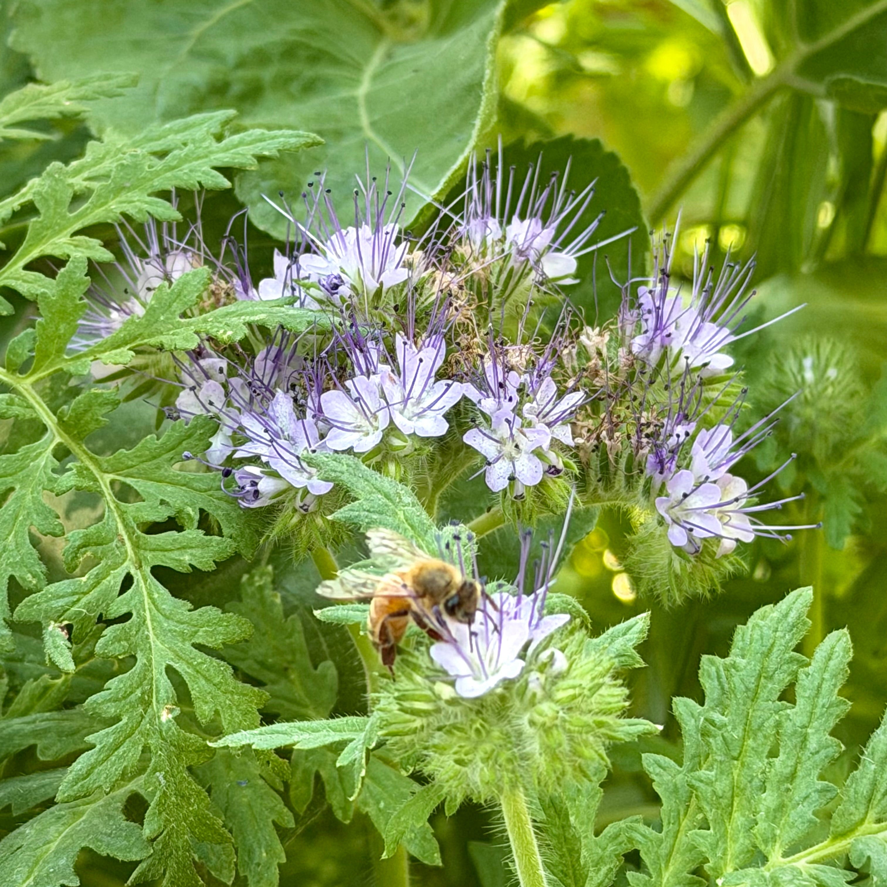 Lacy Phacelia